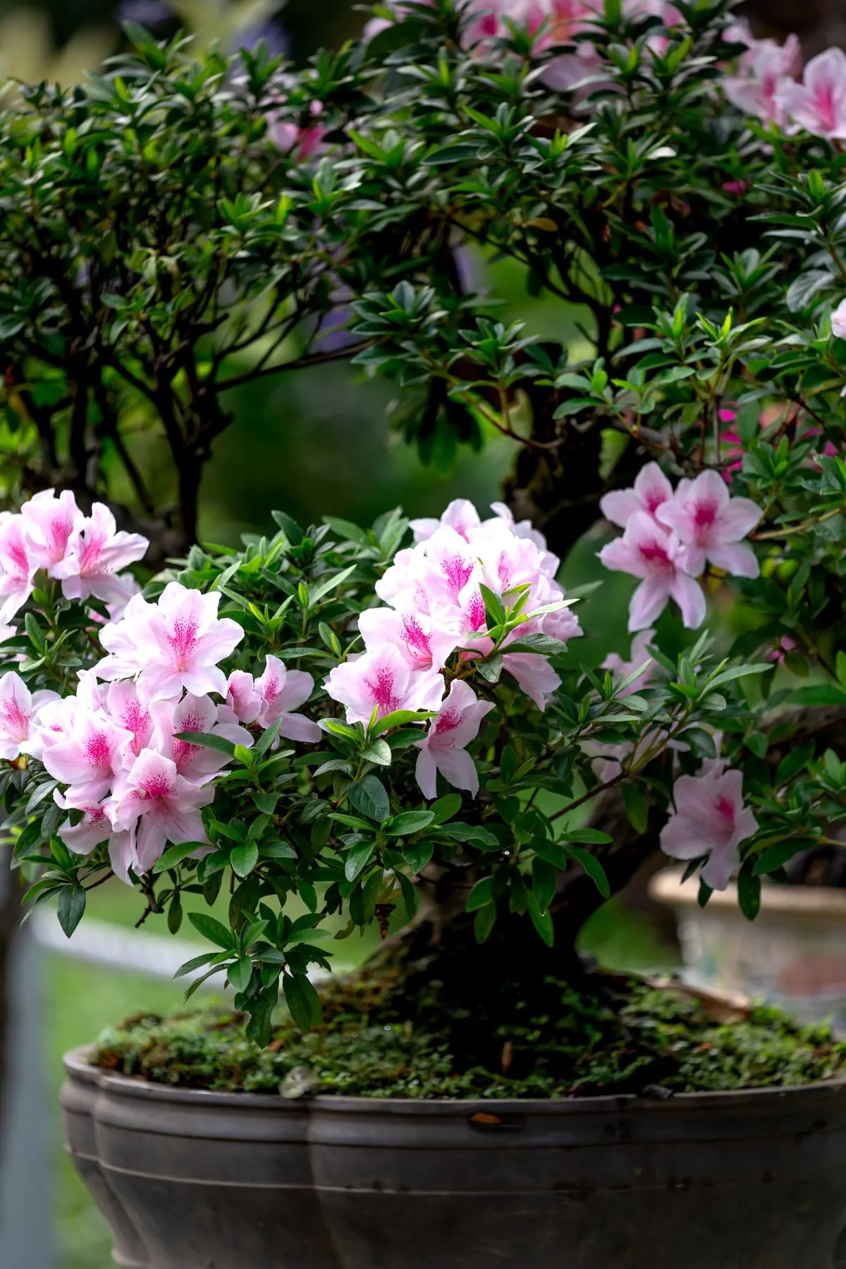 Pembe çiçekli açelya (Azalea, Rhododendron) saksıda