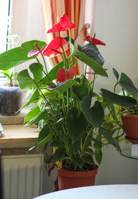 Saksıda antoryum (Anthurium andraeanum), kırmızı spathe çiçekleri ve parlak yaprakları