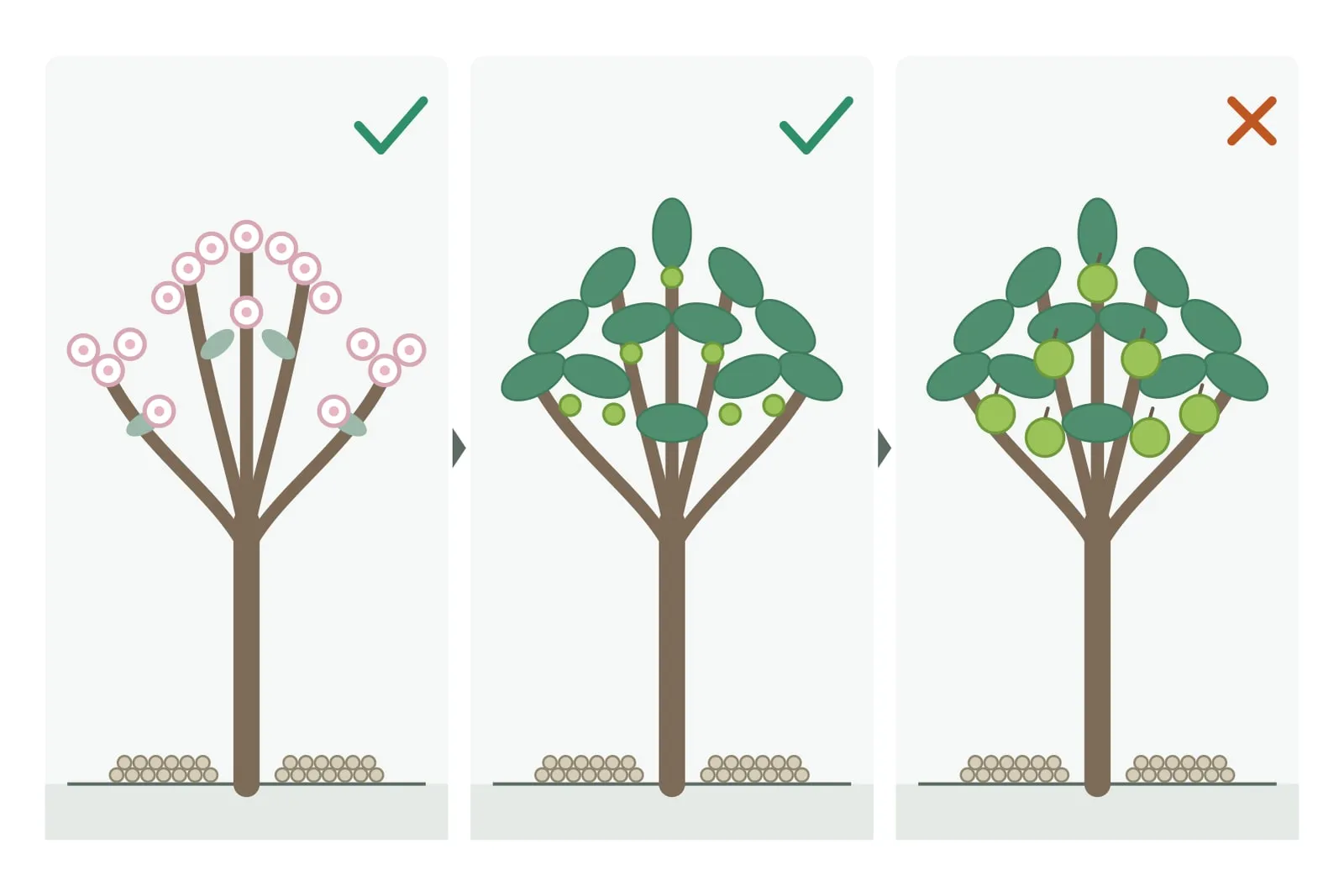 Schema in drei Feldern, durch Pfeile verbunden: ein blühender Baum mit Düngerkörnern am Fuß und einem grünen Häkchen, ein Baum mit Blättern und kleinen grünen Früchten mit Düngerkörnern und einem grünen Häkchen, ein Baum mit großen grünen Früchten mit Düngerkörnern und einem orangefarbenen Kreuz.