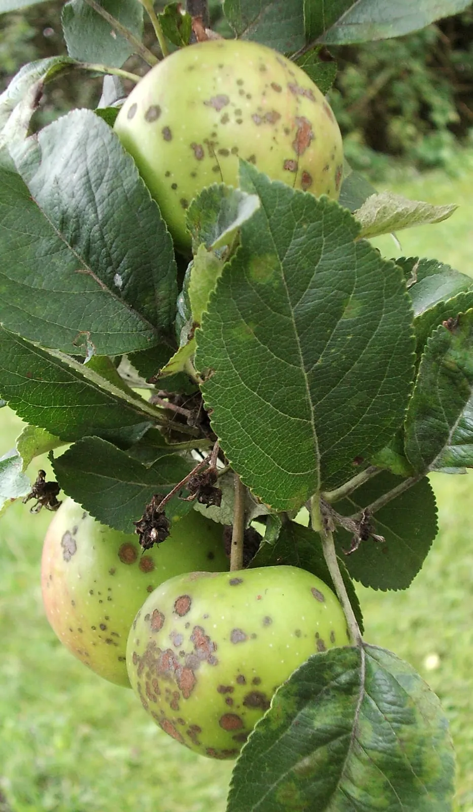 Apfelschorf an einem Apfelbaum: dunkle, teils aufgeplatzte Flecken auf einer noch grünen Frucht, umgeben von Blättern desselben Triebs.