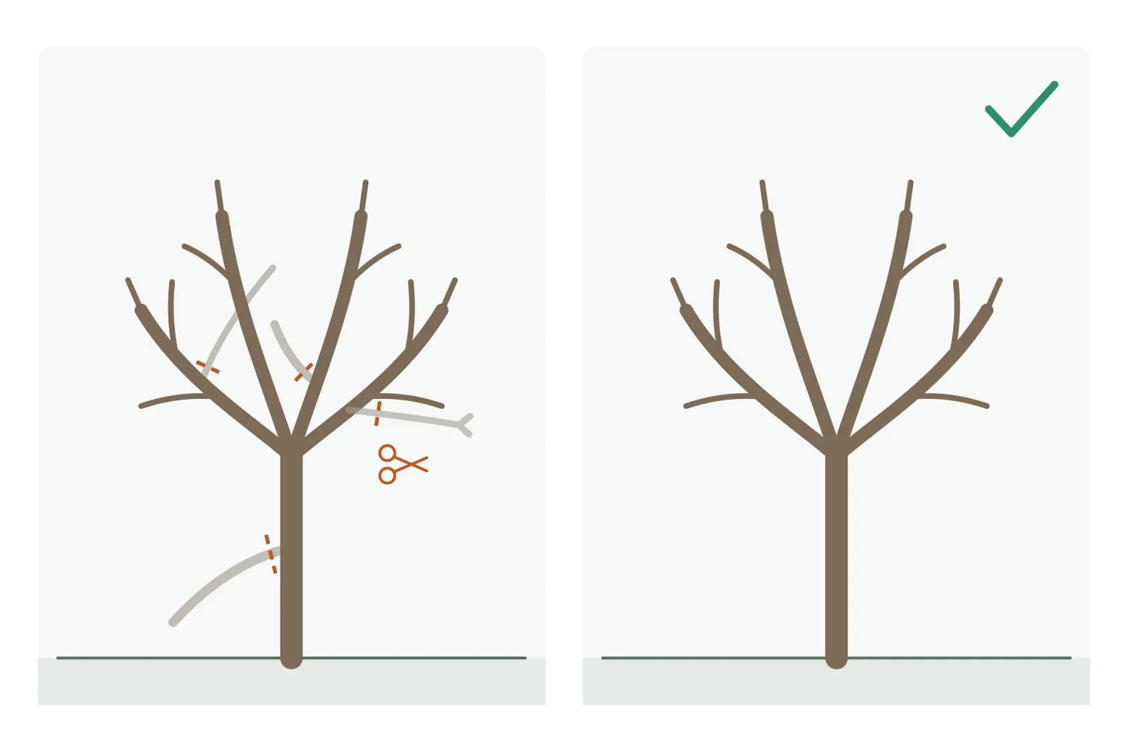Schema: links een kale appelboom vóór de wintersnoei; verbleekt en met een snijlijn gemarkeerd zijn een dode tak, een sterke scheut naar het midden, een tak die een gesteltak kruist en naar binnen groeit, en een laag hangende tak. Rechts dezelfde kroon erna, open en met goed verdeelde, naar buiten groeiende takken.