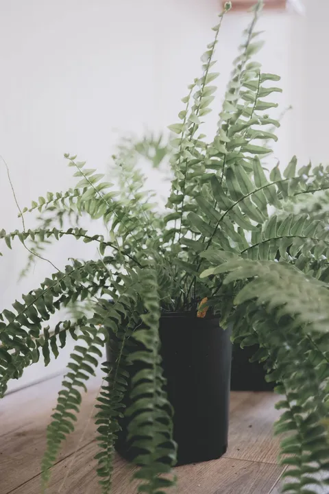 Aşk merdiveni (Nephrolepis, Boston eğreltisi) saksıda, merdiven biçimli sarkan yapraklar