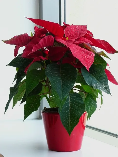 Saksıda Atatürk çiçeği (Euphorbia pulcherrima), kırmızı brakteleri ve yeşil yaprakları