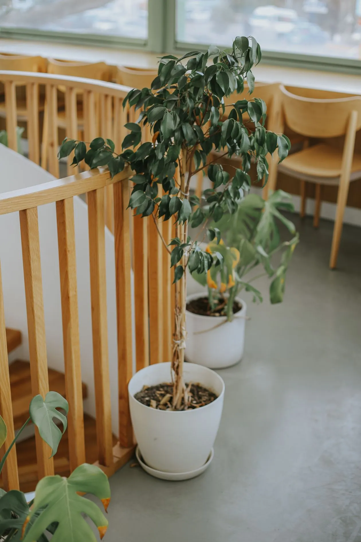 Saksıda benjamin (Ficus benjamina), ince gövdeli küçük parlak yapraklı ağaç formu