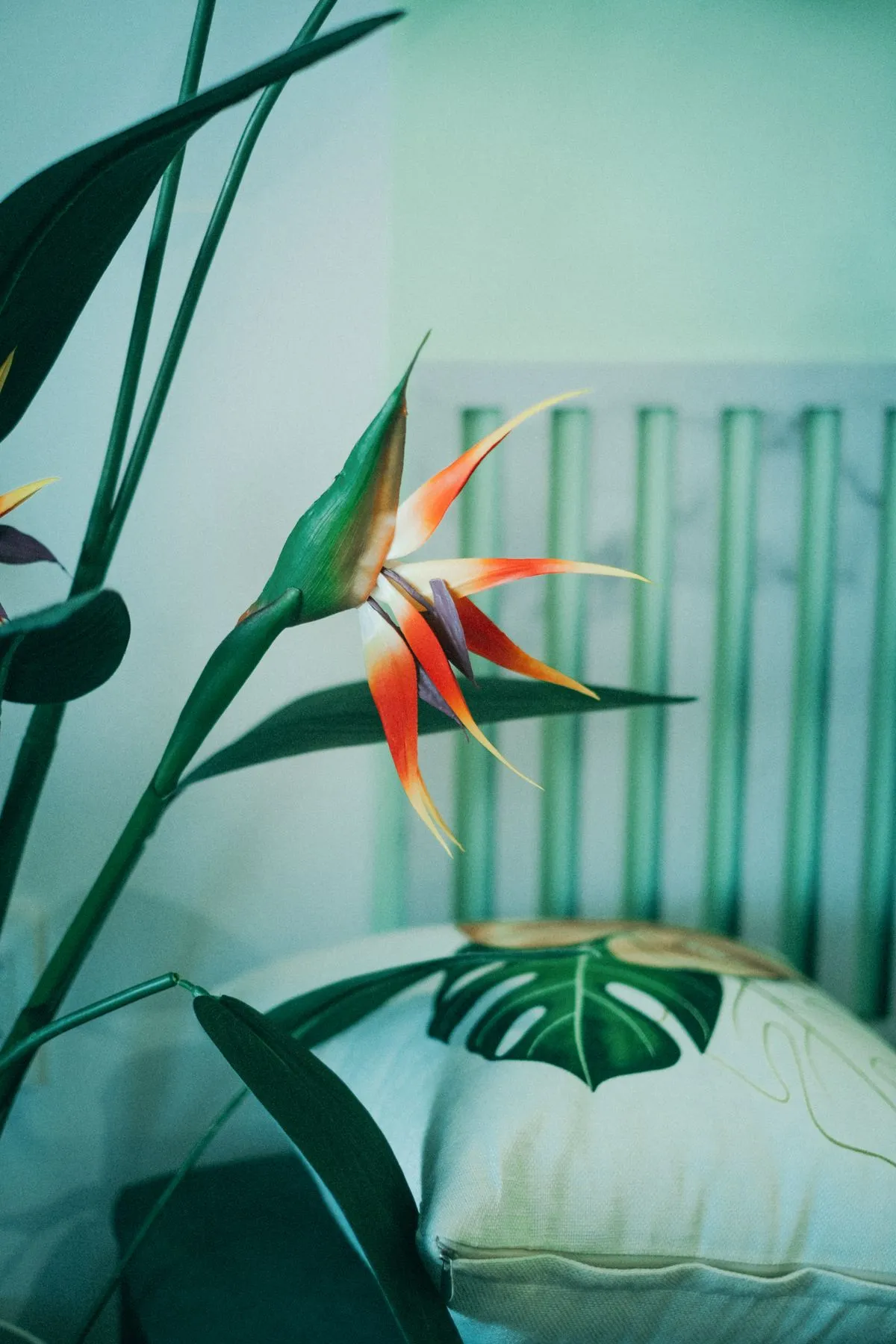 Cennet kuşu çiçeği (Strelitzia reginae) turuncu turna gagası çiçeği, iç mekanda