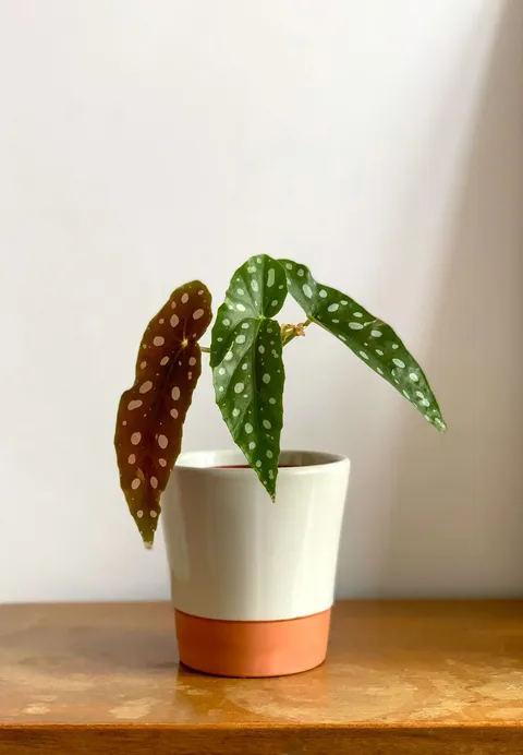 Çilli begonya (Begonia maculata), gümüş benekli kanat biçimli yaprakları saksıda