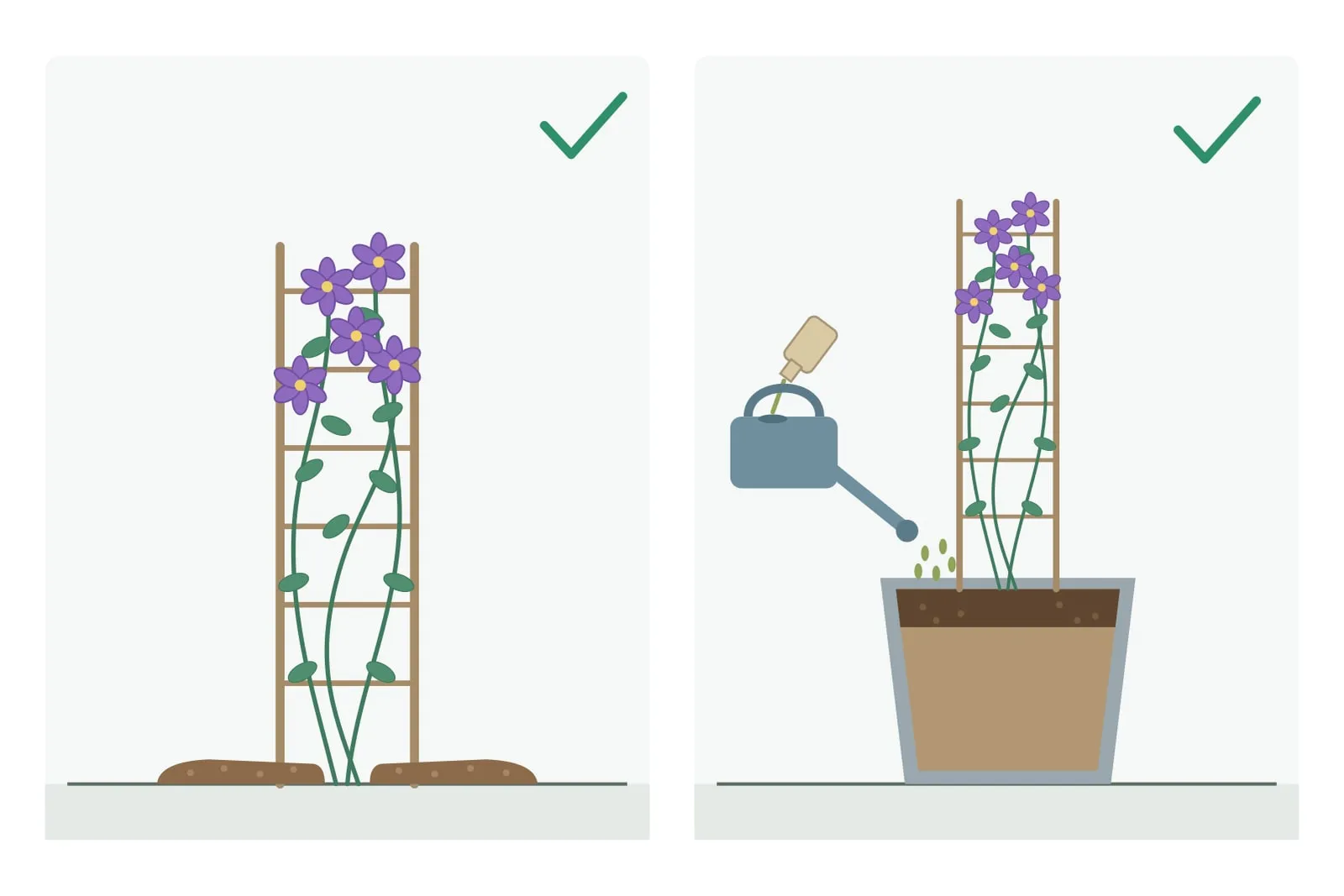 Schema in zwei Feldern, beide mit grünem Häkchen: links eine blühende Clematis an einem Rankgitter im Beet, beidseits des Fußes eine Schicht brauner Mulch; rechts eine blühende Clematis an einem Rankgitter im Kübel mit dunkler oberer Schicht, daneben eine Flasche, die in eine Gießkanne gegossen wird, und Tropfen aus der Gießkanne am Kübel.