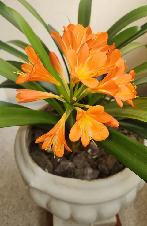 Saksıda çiçek açmış Clivia miniata, turuncu şemsiye çiçek ve kalın kayış biçimli koyu yeşil yapraklar