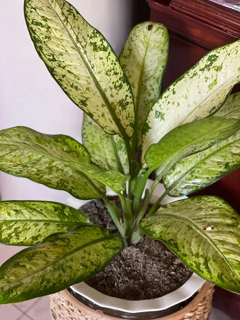 Saksıda difenbahya (Dieffenbachia), krem-yeşil benekli geniş alacalı yaprakları