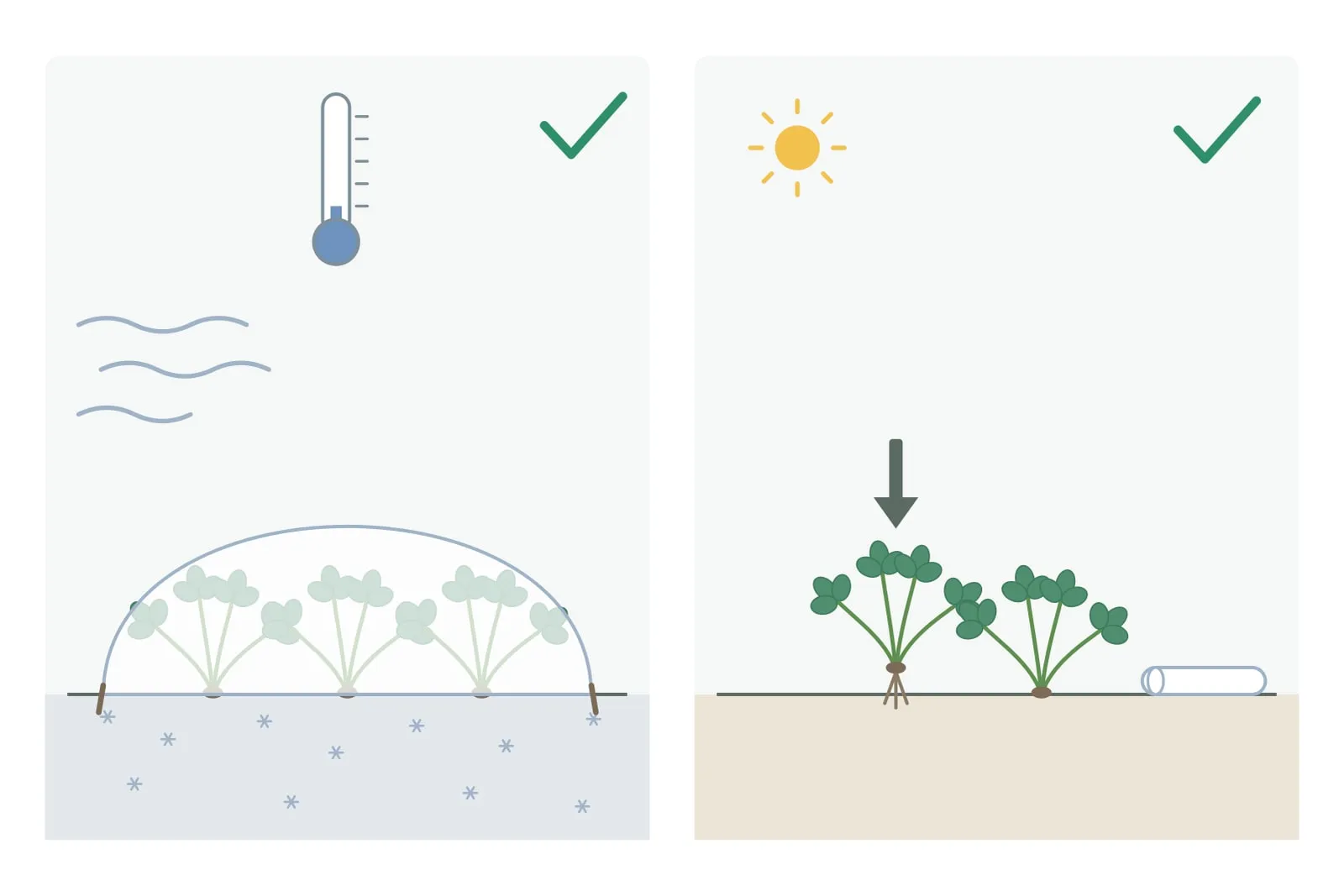 Schema: links een aardbeienbed met een vlies erover bij vorst, met een lage thermometer, koude wind en bevroren grond; rechts hetzelfde bed in de zon zonder vlies, met het vlies opgerold ernaast en een pijl die een omhooggevroren plant terugdrukt.