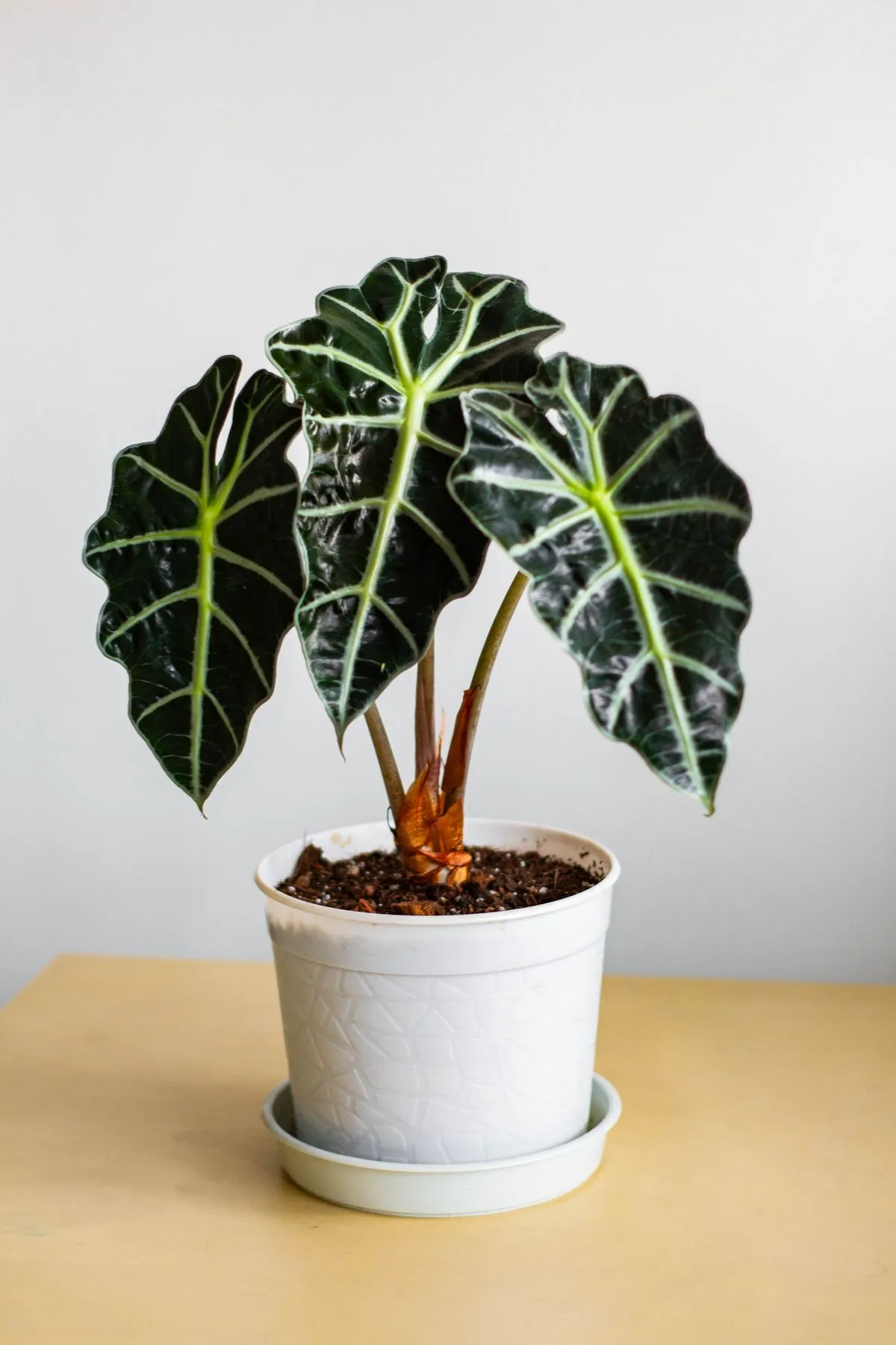 Fil kulağı (Alocasia Polly) koyu yeşil, gümüş damarlı ok yaprakları, beyaz saksıda