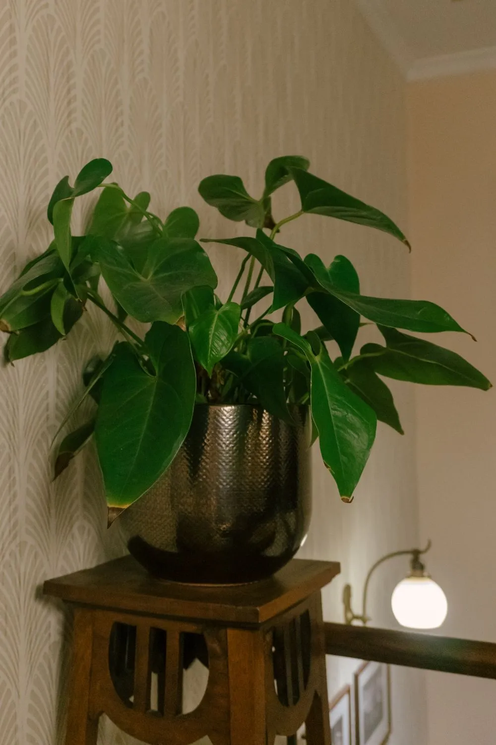 Filodendron (Philodendron hederaceum), kalp biçimli parlak yeşil yaprakları saksıda