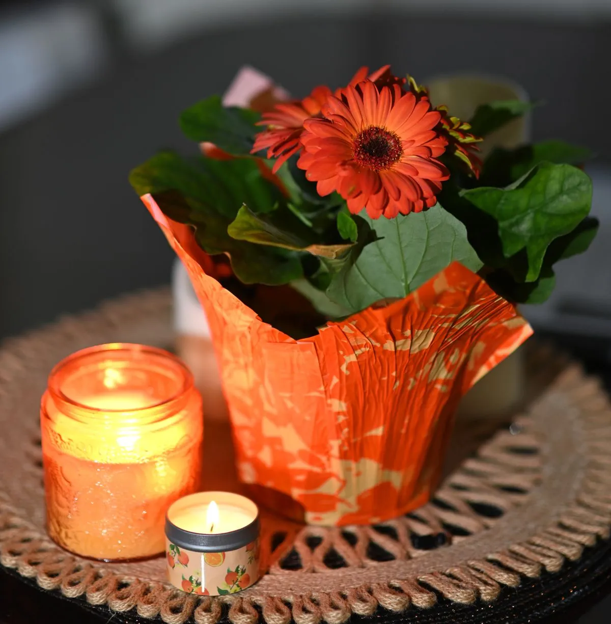 Turuncu gerbera papatyası (Gerbera jamesonii) iç mekanda saksıda
