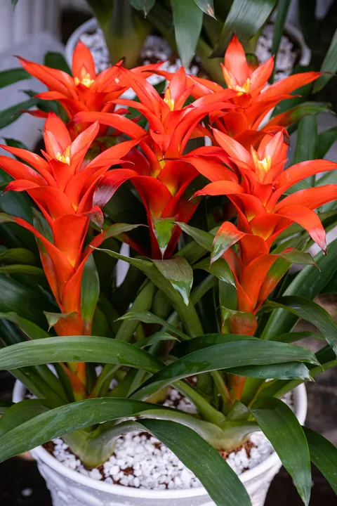 Kırmızı yıldız çiçekli guzmanya (Guzmania) bromelya, saksıda