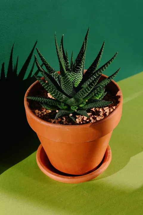 Zebra desenli haworthia (Haworthiopsis) sukulent, terakota saksıda