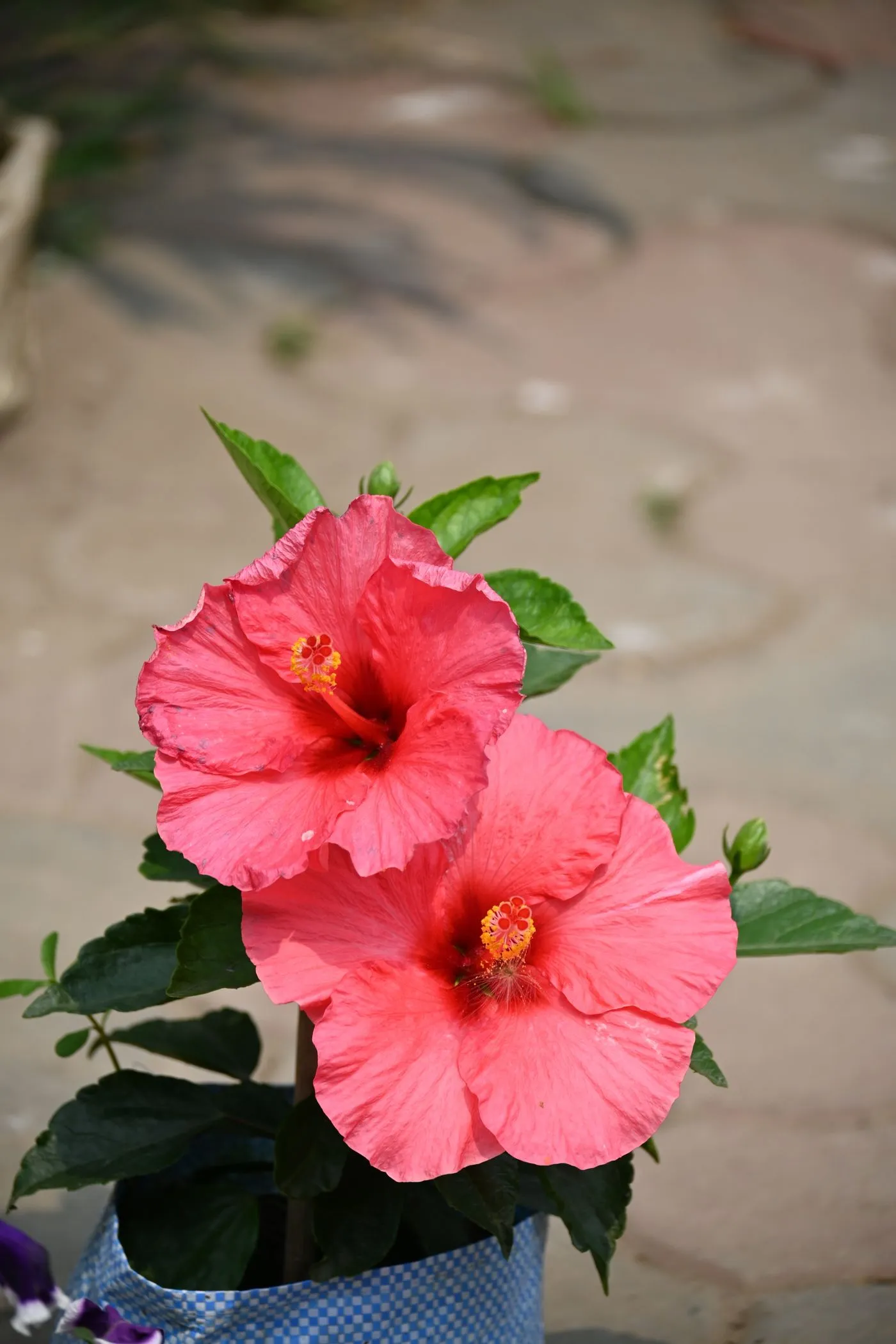 Kırmızı çiçekli hibiskus (Hibiscus rosa-sinensis); taç yapraklardan dışarı uzanan ercik sütunu ve parlak, kenarları dişli koyu yeşil yapraklar.