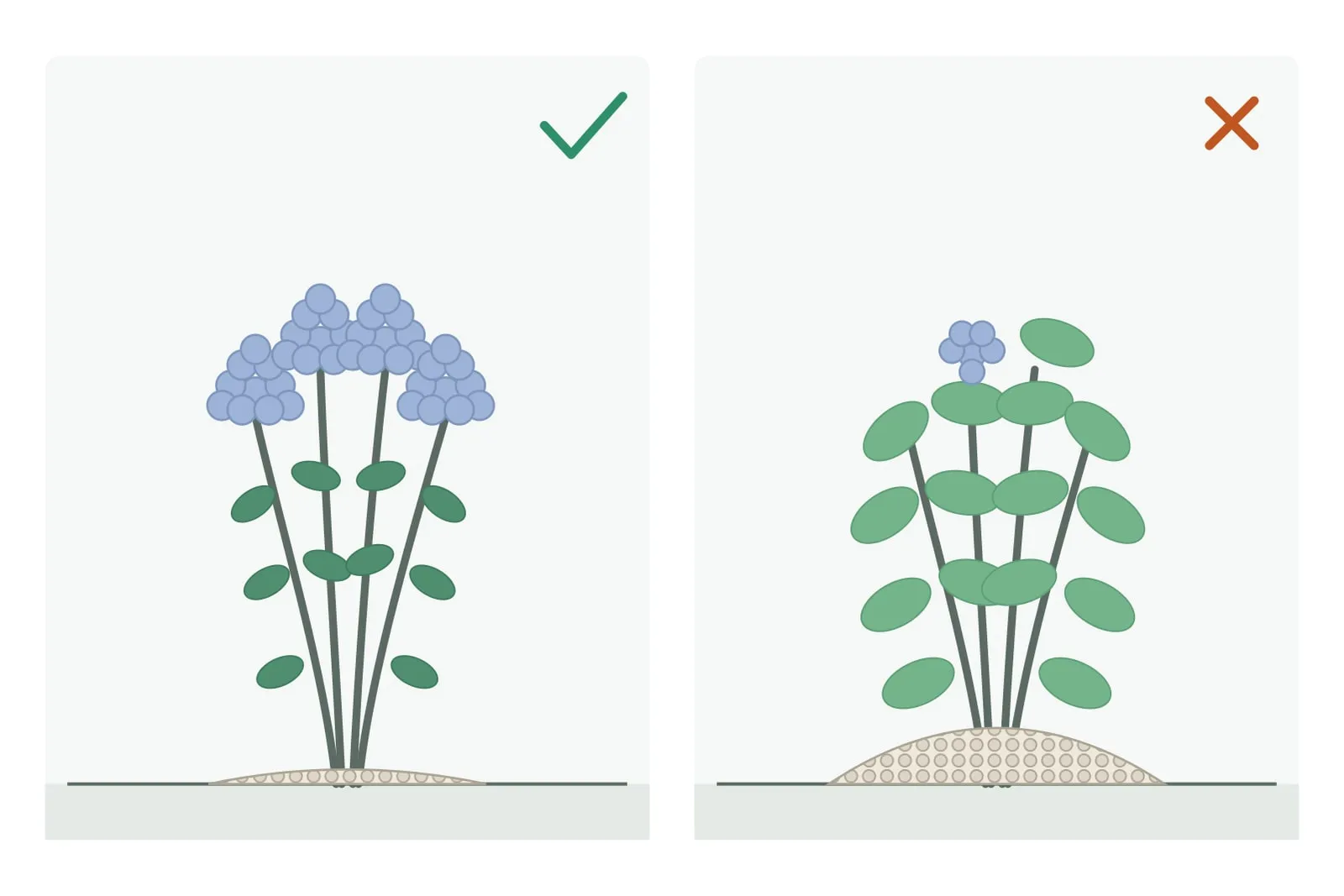 Schema: links eine Hortensie mit einer dünnen Schicht Düngerkörner am Fuß, vielen Blüten und einem grünen Häkchen; rechts eine Hortensie mit einer dicken Schicht derselben Körner, üppigem Laub, wenigen Blüten und einem orangefarbenen Kreuz.