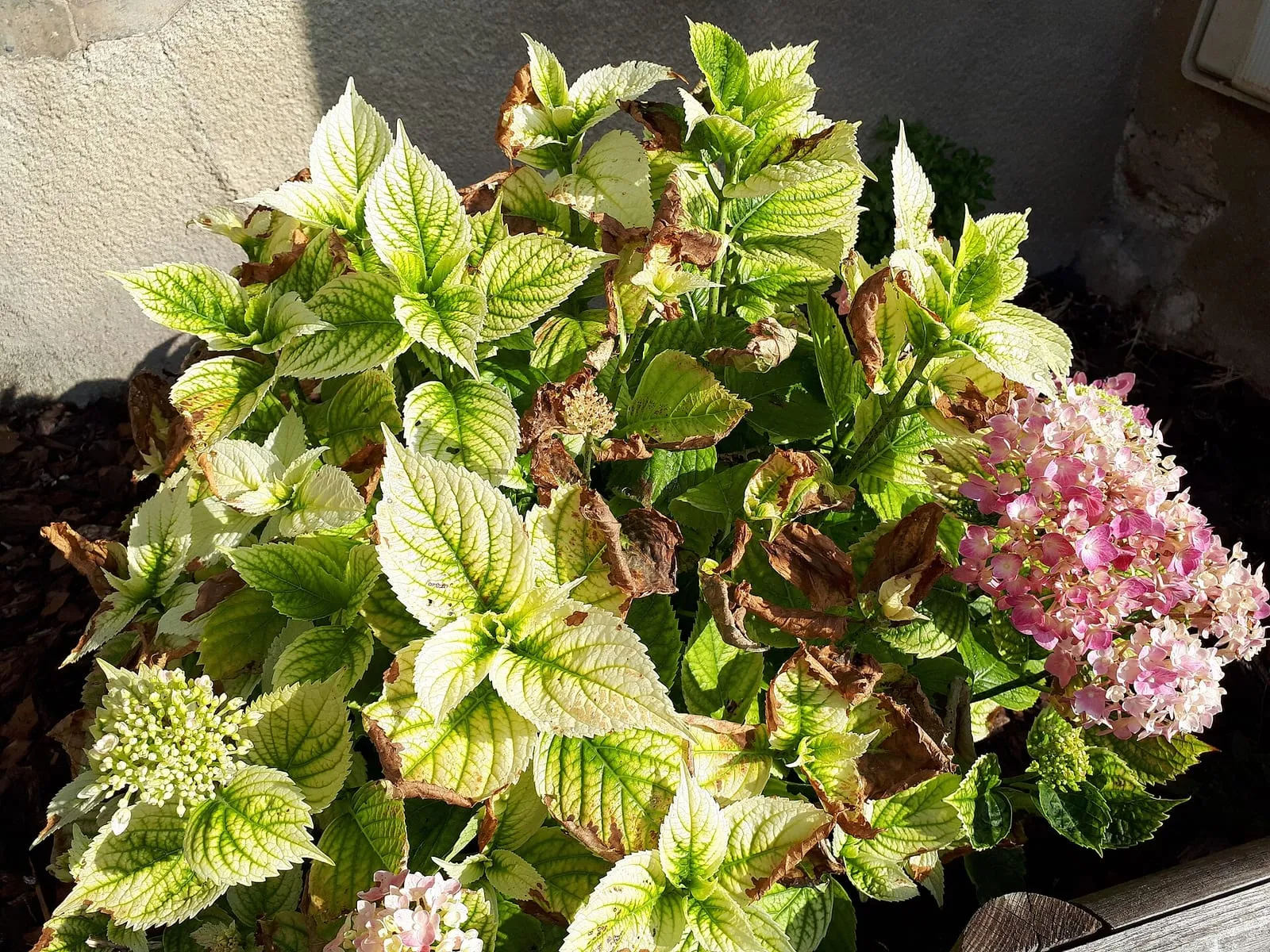 Hortensie mit hellen, gelblich-cremefarbenen Blättern, auf denen die Adern grün sind; einige Blätter sind vom Rand her braun und vertrocknet. Rechts ein rosa Blütenstand, links unten ein grünlich-weißer, noch geschlossener Blütenstand.