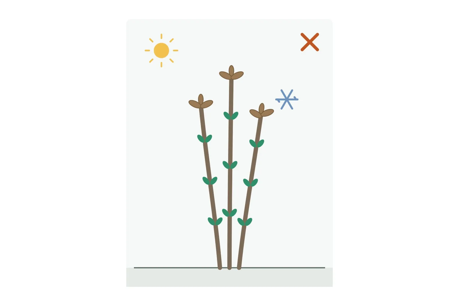 Schema: drei Triebe mit ausgetriebenen, braun gewordenen Endknospen, dazu eine Sonne, ein Frostsymbol und ein Kreuz.