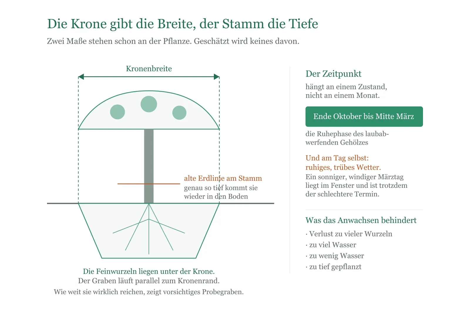Schema: Kronenbreite und Stamm als die beiden Maße für den Wurzelballen beim Umpflanzen einer Hortensie.