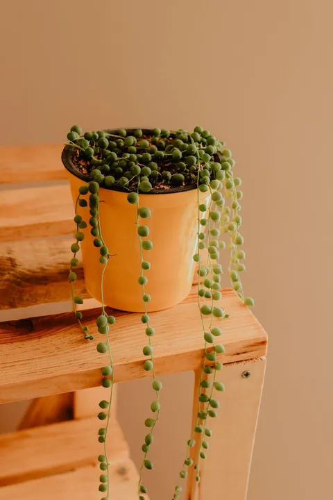 İnci dizisi (Senecio rowleyanus, string of pearls), boncuk yaprakları sarkan saksıda