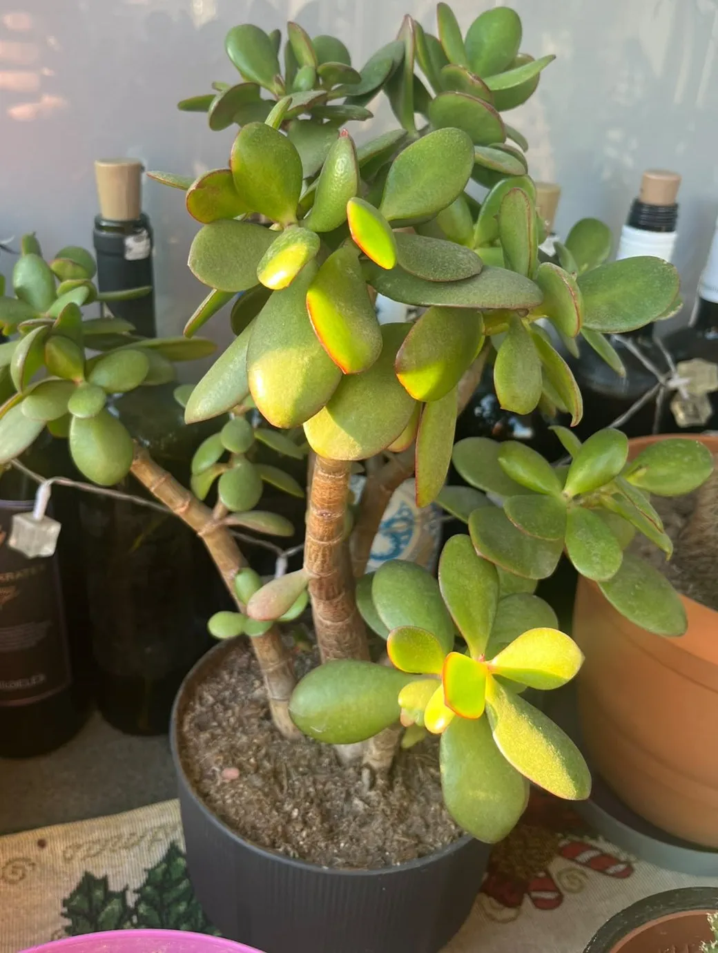 Koyu gri saksıda jade bitkisi (Crassula ovata), ağaçsı gövdeler ve kenarları yer yer kızaran etli oval yapraklar