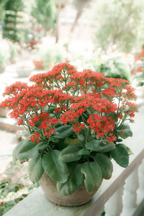 Kırmızı çiçek demetli kalanşo (Kalanchoe blossfeldiana) sukulent, saksıda