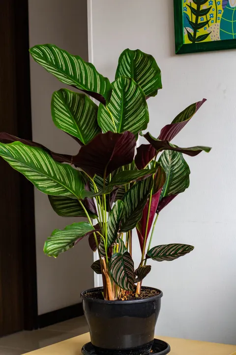 Saksıda kalatea (Calathea ornata), pembe-çizgili yaprakları ve mor alt yüzü