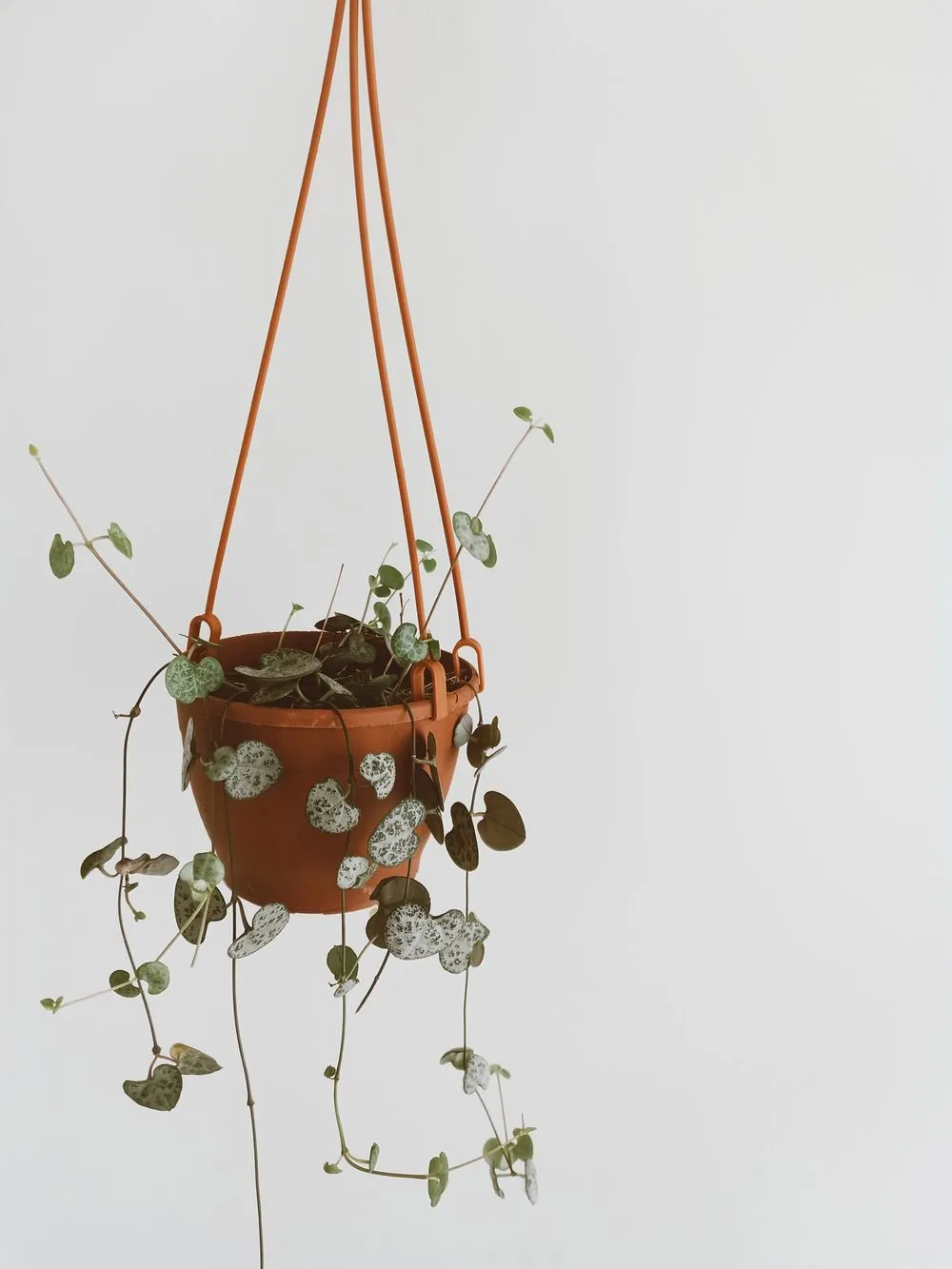 Kalp sarmaşığı (Ceropegia woodii, string of hearts), gümüş desenli kalp yaprakları askı saksıda