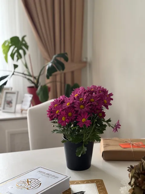 Saksıda pembe kasımpatı (Chrysanthemum), evde masada gür çiçek kümesi