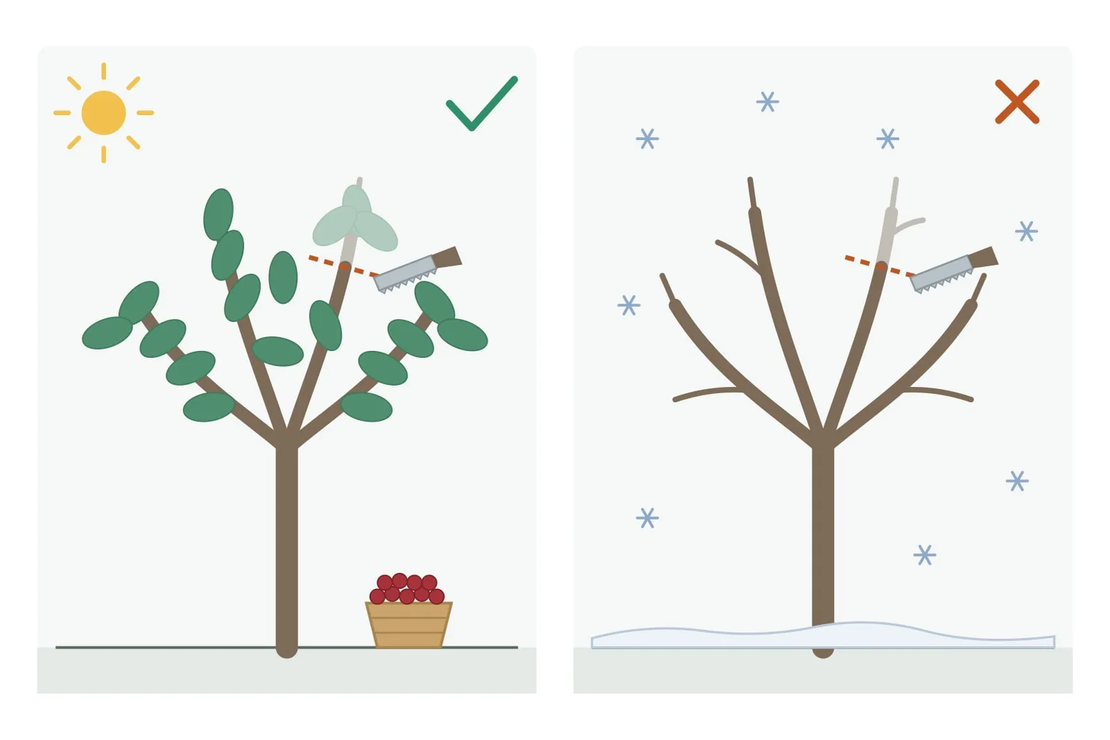 Schema: links een kersenboom in de zomer, met blad en een mand geplukte kersen, waarbij een zaag een te hoge tak wegneemt; ernaast een groen vinkje. Rechts dezelfde boom kaal in de sneeuw bij dezelfde snede; ernaast een rood kruis.