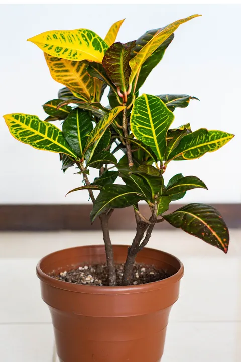 Kroton (Codiaeum variegatum), yeşil-sarı-kırmızı alacalı deri gibi parlak yaprakları saksıda