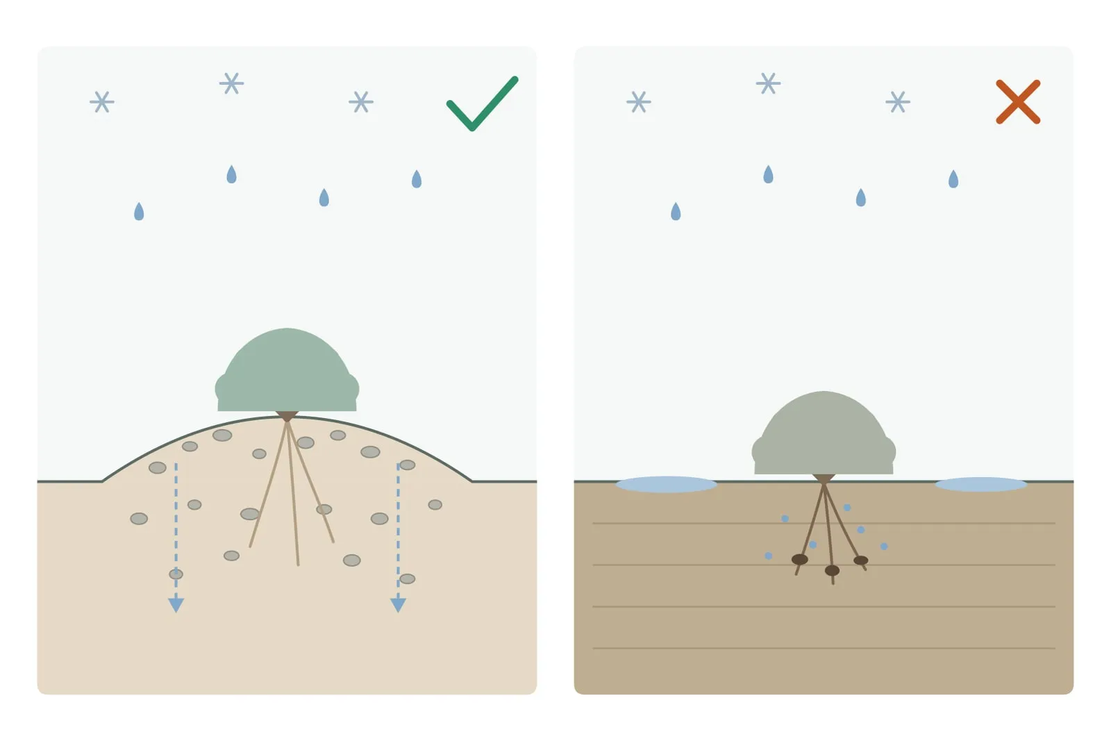 Schema: links staat lavendel op een heuveltje in grond met steenslag en een goede afwatering; rechts staat lavendel in zware, natte grond met plassen, waar de wortels kunnen gaan rotten. Boven beide vallen regen en sneeuw.