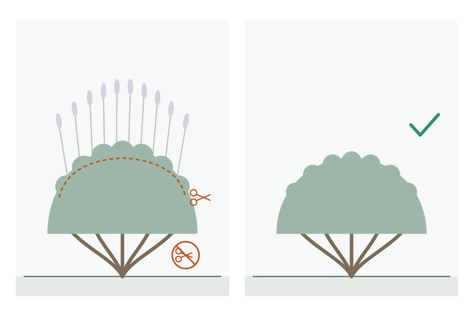 Schema: Links werden beim Lavendel die verblühten Stiele zusammen mit einem schmalen Streifen Laub abgeschnitten, eine durchgestrichene Schere markiert die verholzten Stängel darunter. Rechts steht nach dem Schnitt eine kompakte grüne Kuppel; das Holz darunter ist nicht angeschnitten.