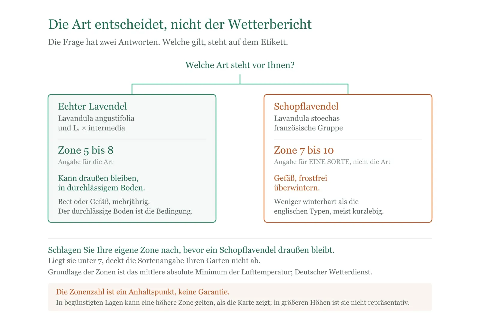 Schema: Beim Lavendel entscheidet die Art über die Überwinterung; Echter Lavendel und Schopflavendel stehen getrennt.