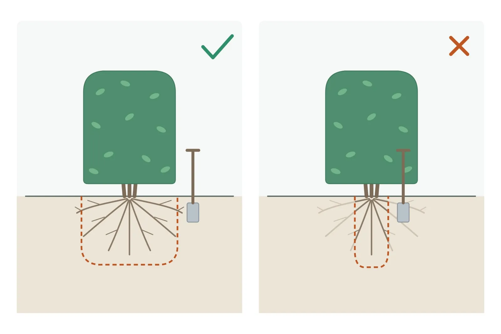 Schema met twee panelen; in beide staat een haag in doorsnede boven de grondlijn. Links, met een groen vinkje, loopt het wortelgestel breed uit en volgt de oranje stippellijn de buitenrand van de takken, met de spade daarbuiten. Rechts, met een oranje kruis, loopt de stippellijn smal om de stam heen en staat de spade dichter bij de plant; alleen een smalle strook wortels is nog donker getekend, de rest is vaag.