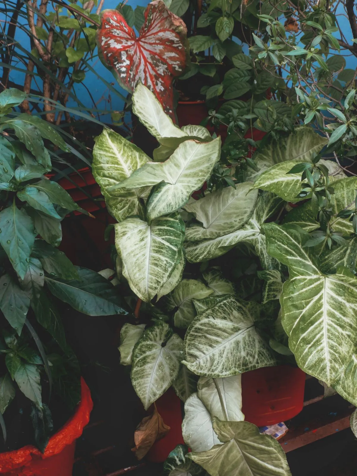 Gümüş-yeşil alacalı ok başı bitkisi (Syngonium) yaprakları