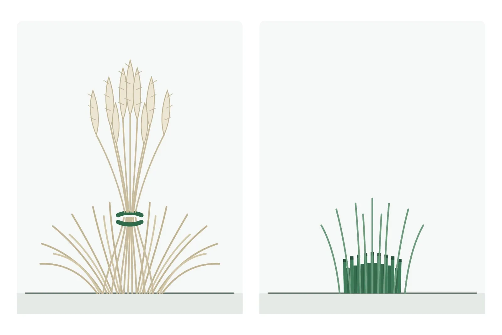 Schema: Links das ungeschnittene, zusammengebundene Gras im Winter, rechts der tief zurückgeschnittene Horst im Frühjahr.
