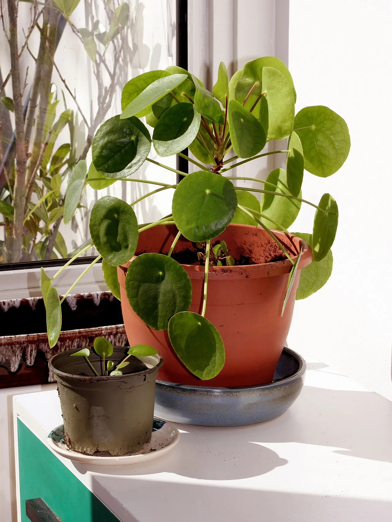 Saksıda para çiçeği (Pilea peperomioides), yuvarlak yaprakları