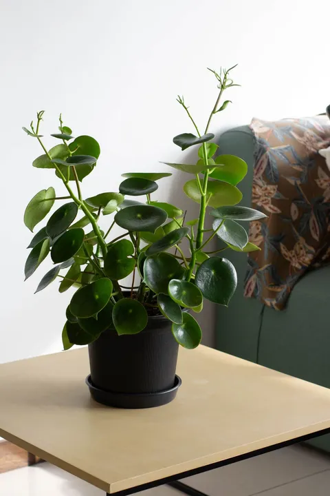 Peperomia (Peperomia polybotrya, damla peperomia), kalın parlak yağmur damlası biçimli yaprakları saksıda