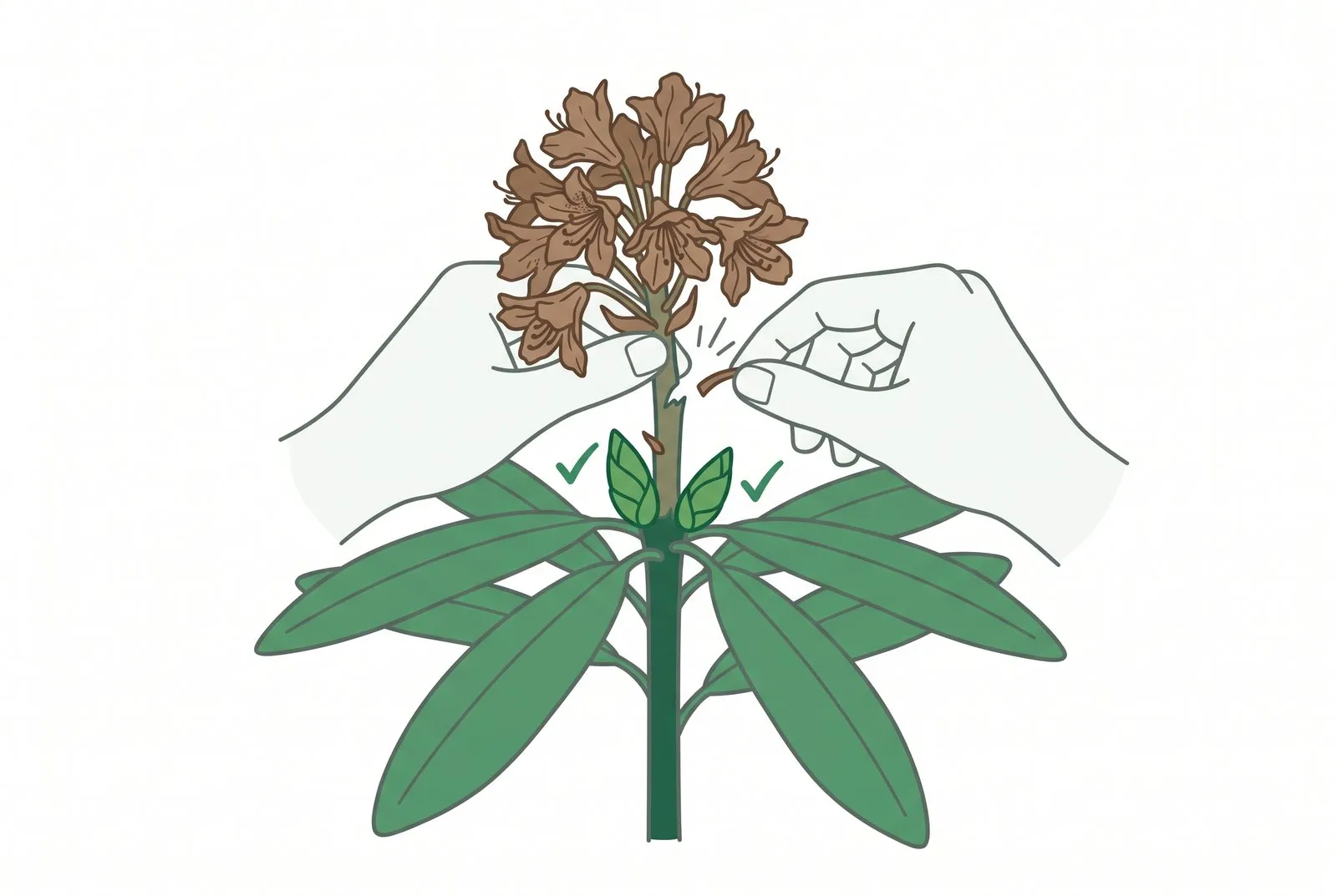 Schema: twee handen halen een uitgebloeide bloemtros van een rododendron weg.
