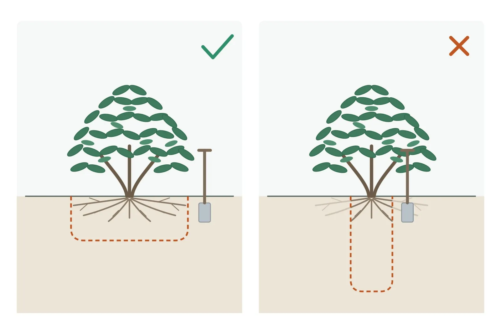 Schema met twee tekeningen naast elkaar. In de linkertekening staat een groen vinkje: het wortelgestel van de rododendron waaiert breed en ondiep uit, een oranje streepjeslijn omsluit een kluit die even ver reikt als de kroon, en de spade staat aan de buitenkant daarvan. In de rechtertekening staat een oranje kruis: daar omsluit de streepjeslijn een smalle, diepe kolom rond de stam, staat de spade vlak naast de plant, en zijn de wortels die buiten de lijn vallen bleek getekend.