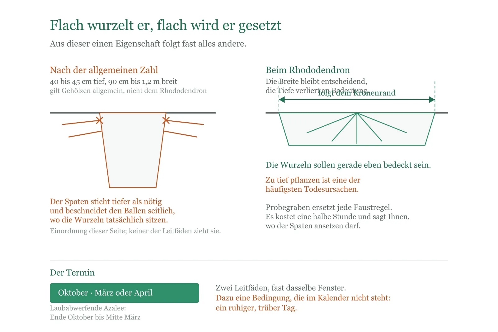 Schema: Der Rhododendron wurzelt flach und wird flach gesetzt; die allgemeine Tiefenangabe für Gehölze passt hier nicht.