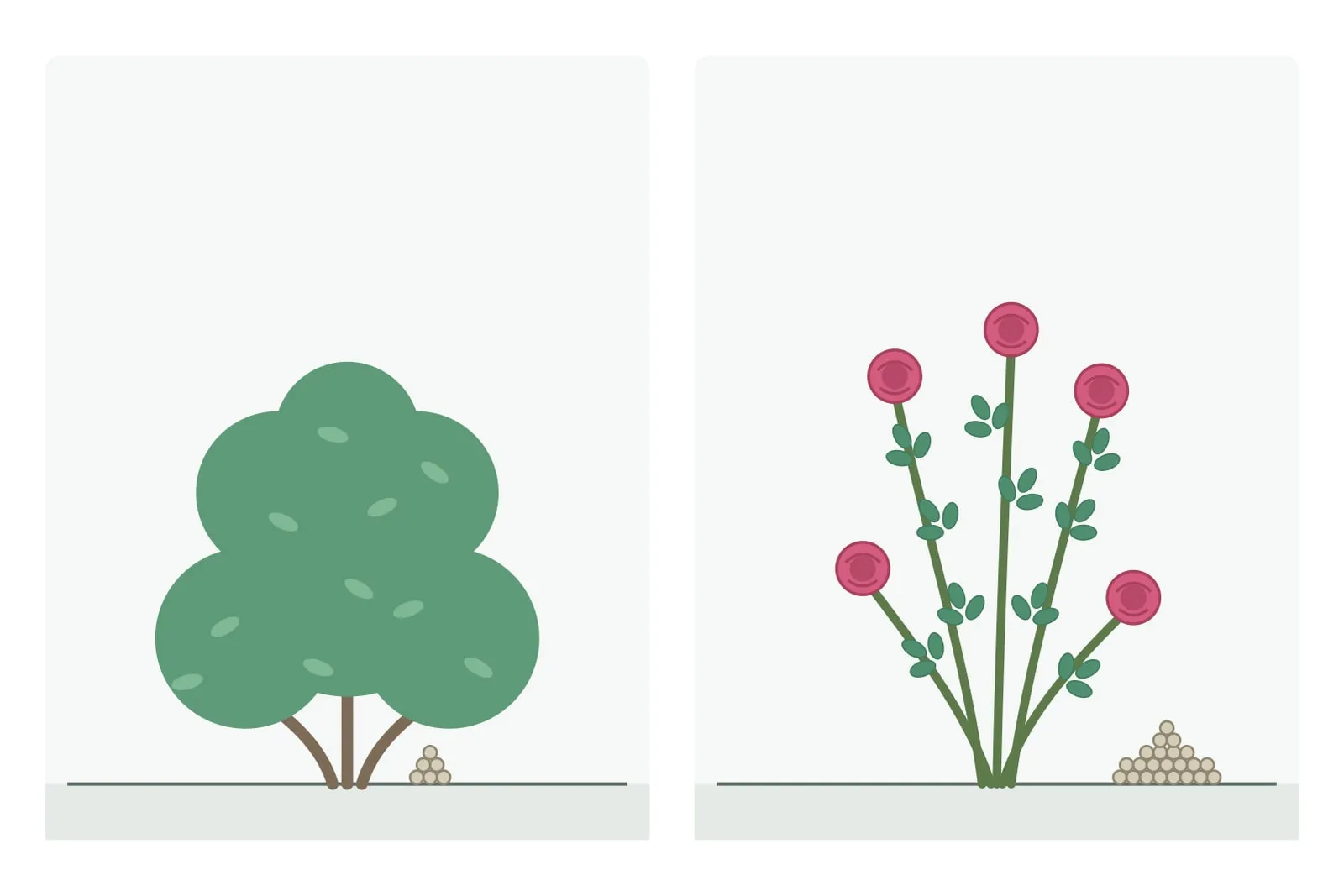 Schema: links ein Zierstrauch mit einem kleinen Häufchen Düngerkörner am Fuß, rechts eine Rose mit rosa Blüten und einem größeren Häufchen.
