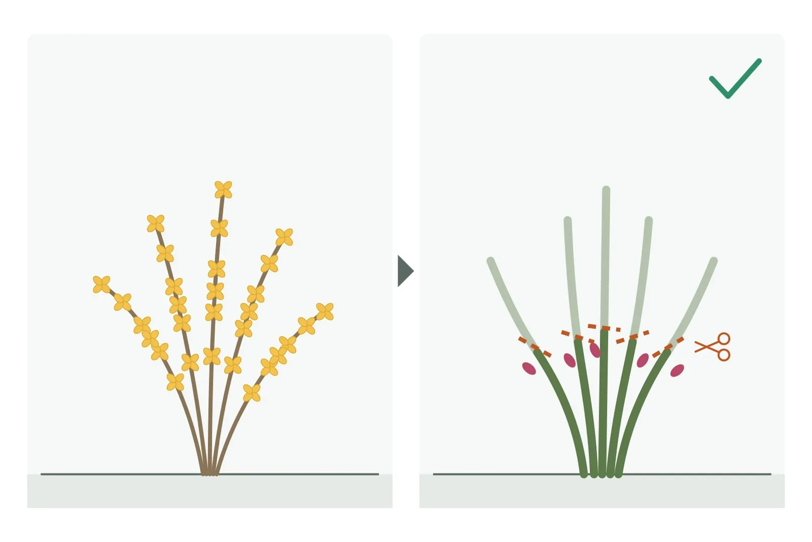 Schema: links een bloeiende forsythia als teken, rechts een roos waarop snoeiplekken op de scheuten zijn aangegeven; hoe ver er wordt ingekort verschilt volgens de gartencast Rosenschnitt im Frühjahr per rozengroep.