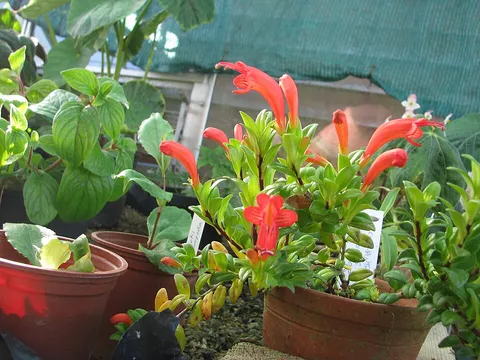 Ruj çiçeği (Aeschynanthus, lipstick plant), koyu yaprakları ve kırmızı borazan çiçekleri