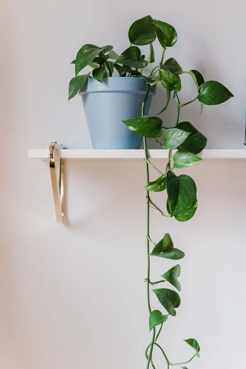 Saksıda salon sarmaşığı (Epipremnum aureum), sarkan alacalı kalp yaprakları
