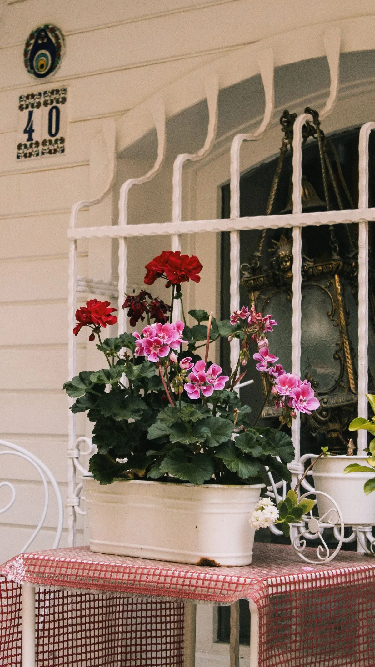 Balkonda saksıda kırmızı ve pembe çiçekli sardunya (Pelargonium)