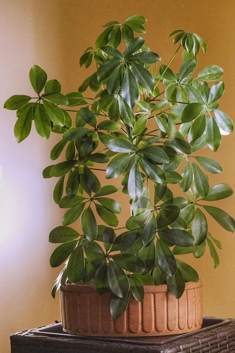 Şeflera (Schefflera arboricola, şemsiye bitkisi) saksıda, parlak yeşil yaprakçıklar