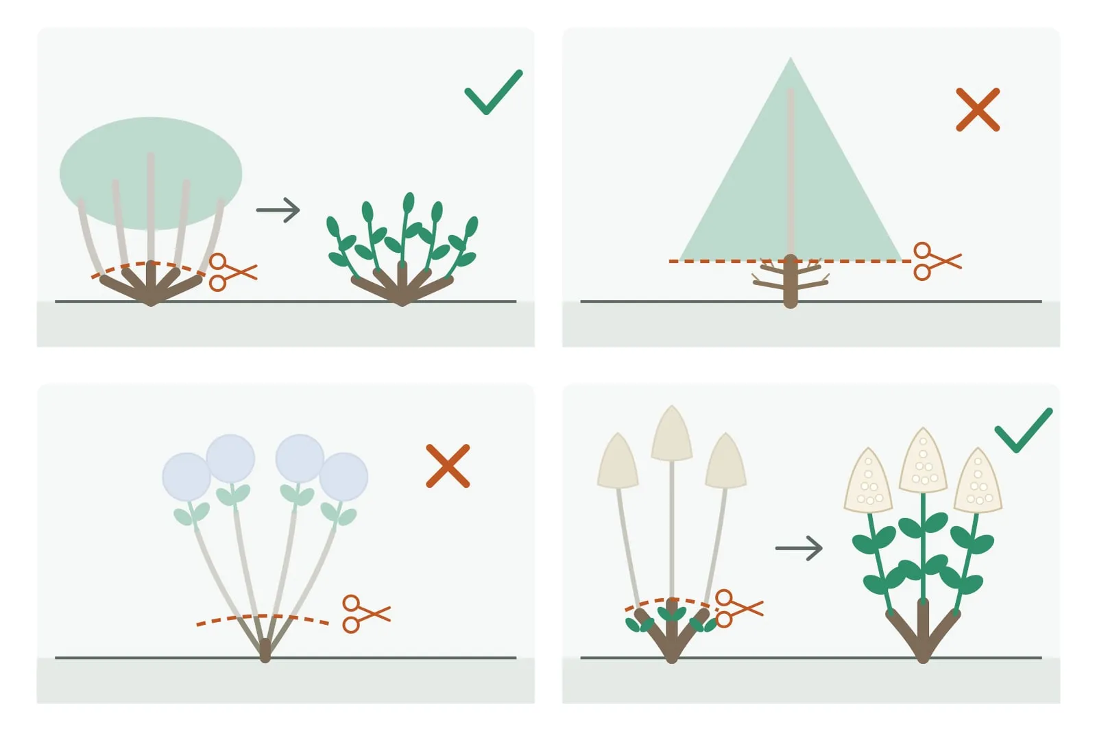 Schema in vier panelen. Boven links, in twee stappen: een wintergroene struik uit het rijtje planten die volgens de RHS een zware snoei tot vlak bij de grond doorstaan, wordt teruggesnoeid tot kale stompen en loopt daarna vanuit die stompen weer uit, met een groen vinkje. Boven rechts: een conifeer met een oranje kruis, teruggeknipt tot in het bruine, dode hout; bij de meeste coniferen komt daar geen nieuwe groei meer. Onder links: bij Hydrangea macrophylla, die bloeit op nieuwe scheuten uit de stengels van het vorige seizoen, gaan bij een zware snoei de bloemen mee, met een oranje kruis. Onder rechts, in twee stappen: bij Hydrangea paniculata, die op de groei van dit jaar bloeit, gaat de aanwas van vorig jaar terug, en daarna bloeien de nieuwe scheuten, met een groen vinkje.